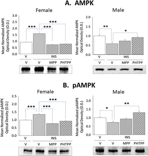 Sex Differences In Forebrain Estrogen Receptor Regulation Of Hypoglycemic Patterns Of Counter