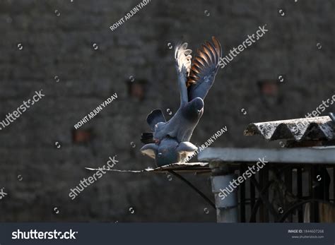Pigeon Couple Having Sex This Image Stock Photo 1844607268 Shutterstock