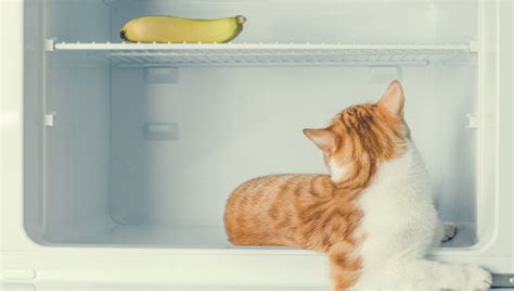 Banana Day Can Cats Eat Bananas Cattime