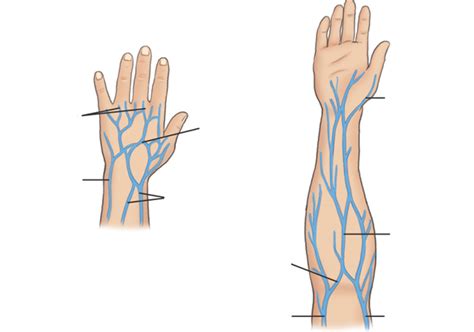 Contrast Media And Genitourinary System Exam Diagram Quizlet