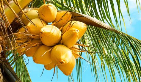 Benefits of Coconut trees | Coconut blossom | Coconut Indonesia