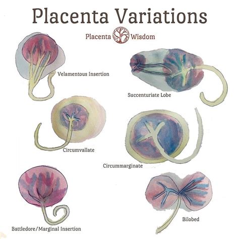 "Placenta Variation Watercolour Drawings" Greeting Card for Sale by ...