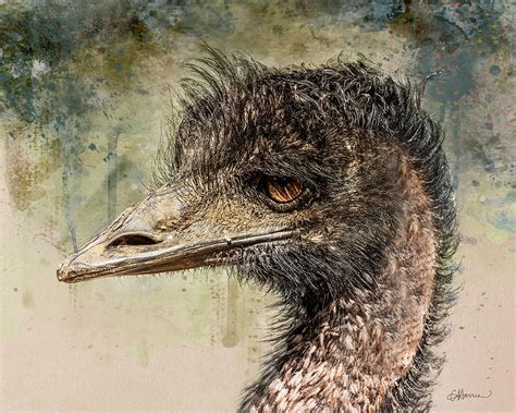 Mr Grungy Emu From Tasmania Digital Art By Cindy Collier Harris Pixels