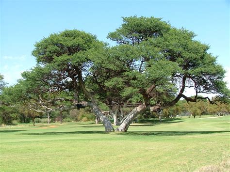 Protected trees in South Africa - SA Forestry Online : SA Forestry Online