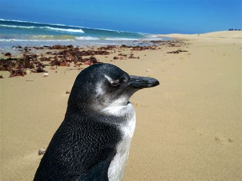 Stranded wildlife | South Africa | Cannon Rocks