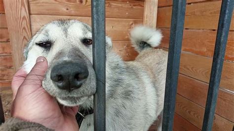 О щенке Волчане и охоте - YouTube