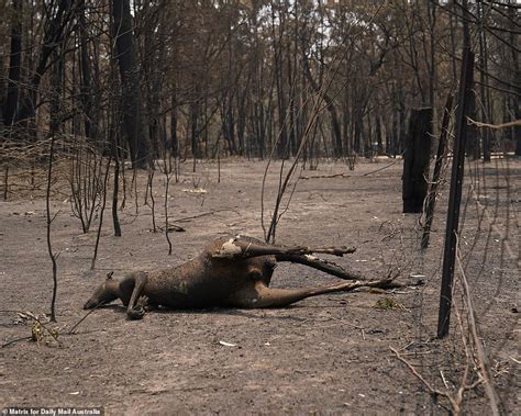 Shocking Photos Show Devastating Aftermath Of Nsw Bushfires Daily