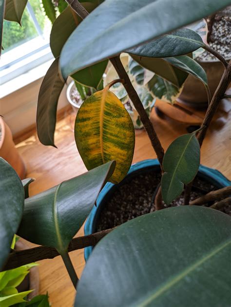 Rubber Plant Leaves Turning Yellow | StoreParrot