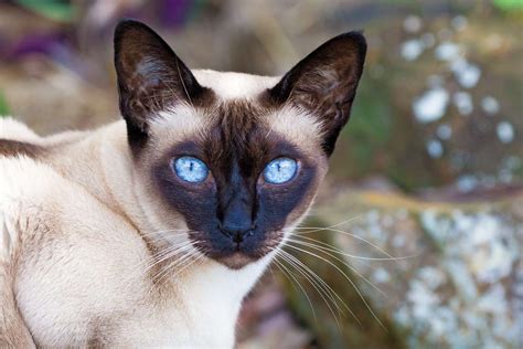 Tonkinese Cat Breed Information And Characteristics