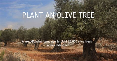 Plant an Olive Tree in Palestine | Indiegogo