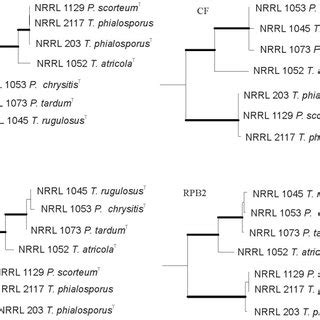 Phylogeny Of Talaromyces Clade A Phylogenetic Tree Of Species From