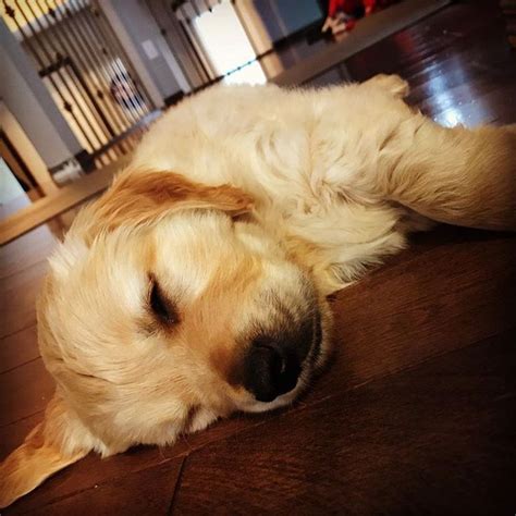 Sleeping Golden Retriever Puppy