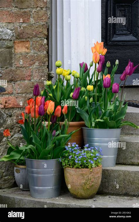 Colorful Tulips In Pots On Steps