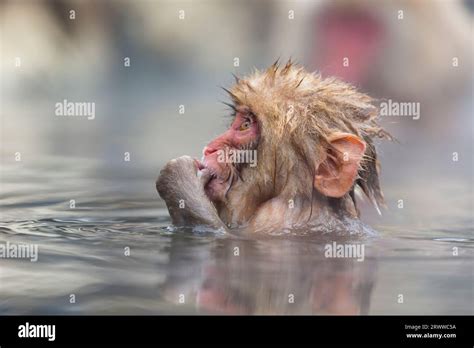 Japanese Macaque Monkey Bathing In Hot Spring Water In Jigokudani Stock Photo Alamy