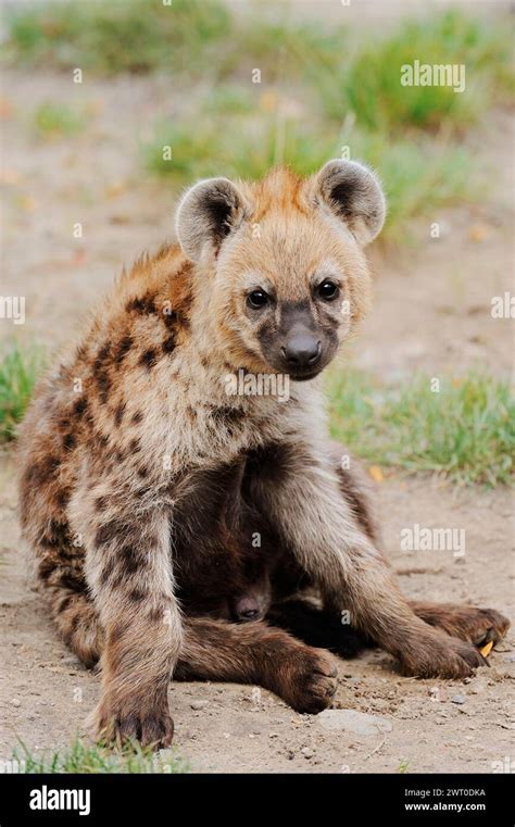 Spotted Hyena Or Spotted Hyena Crocuta Crocuta Juvenile Captive