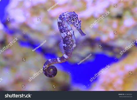 Seahorse Fish Hippocampus Sp Stock Photo 413603551 | Shutterstock