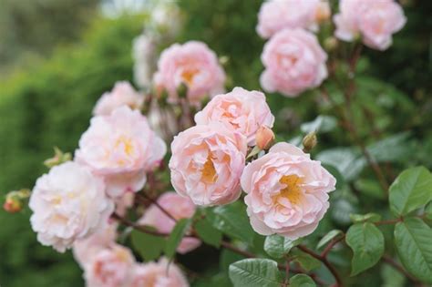 10 Best Rambling Roses To Grow Bbc Gardeners World Magazine