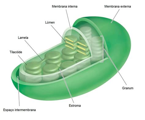 O Que É Cloroplasto - Mitocôndria, cloroplasto e endossimbiose - Resumo de Biologia