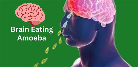 Understanding Brain Eating Amoeba ⋆ Health Tips