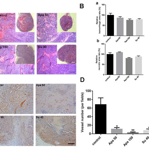 Apatinib Reduced Vessel Density In Inr G Subcutaneous Tumors But The