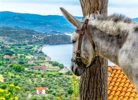 Ege Nin Ncilerinden Midilli Adas Nda Gezilecek Yerler Etstur Let S Go