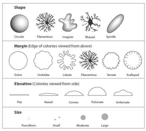 Lab 4 5 Ubiquity Of Microorganisms Quadrant Streaking And Effects Of