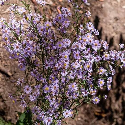 Aster oolentagiensis - Sky Blue Aster - Sugar Creek Gardens