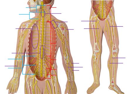 Peripheral Nervous System Diagram | Quizlet