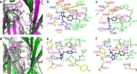 Superimposition Of The Wild Type Magenta And Mutant Green