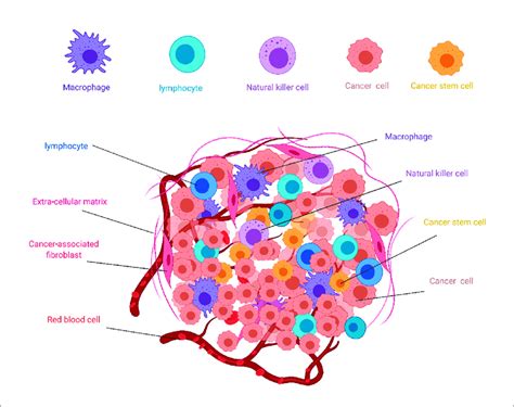 Schematic Illustration Of Heterogenicity Of The Tumor Microenvironment