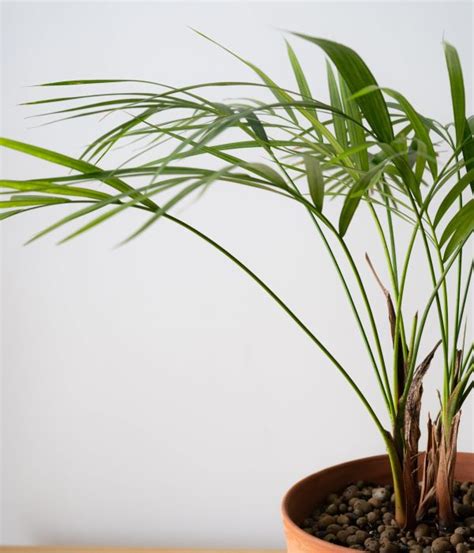 Dypsis lutescens - Gardenium Novi Sad, Đakona Avakuma 42 021/400922