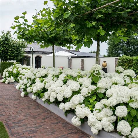 Hydrangea Arborescens Plant Strong Annabelle Abetwo Sevenbark