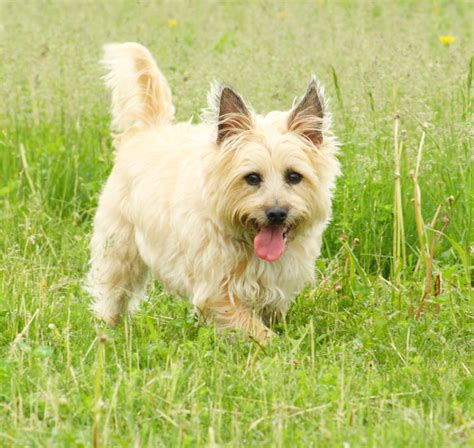 8 raças de cachorro que vivem mais tempo confira a lista WeLovePets