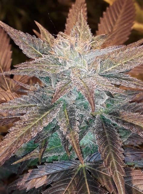 Dark Chocolate Cannabis Seeds By Lineage Genetics