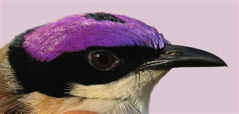 Boudhabar Purple Crowned Fairy Wrens