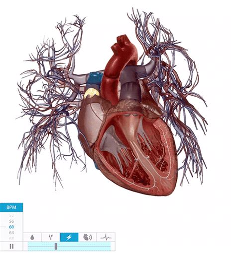 Physiology And Pathology Four Common Cardiovascular Conditions