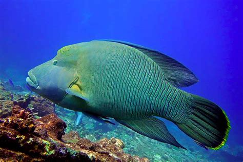 Coral Reef Fish Discover 15 Beautiful Species Citrus Reef