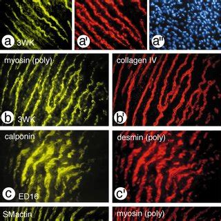 Double Immunofluorescence Staining Of Frozen Sections Of The Aortic