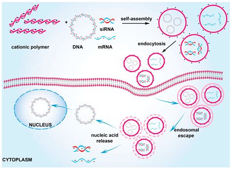 Lipofection Transfection