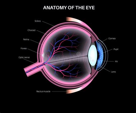 Eye Anatomy Poster Stock Illustration Illustration Of Diagram 300601242