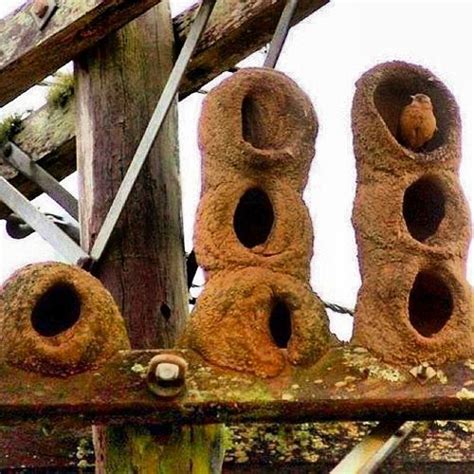 Red Ovenbird Building Nest on Electric Pole in Argentina