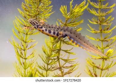 441 Vulgaris Triturus Images, Stock Photos, 3D objects, & Vectors | Shutterstock