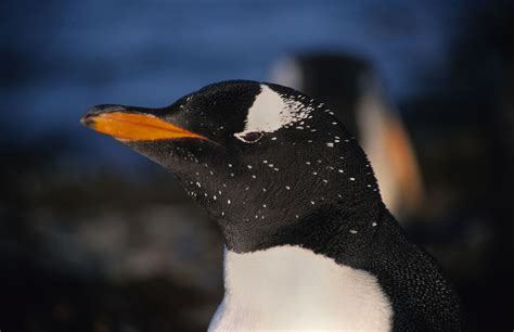 Gentoo penguins – Australian Antarctic Program