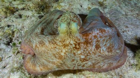 15 Fascinating Octopus Facts You Need to Know