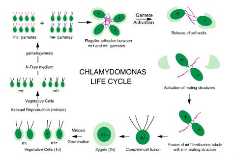 Volvox Life Cycle