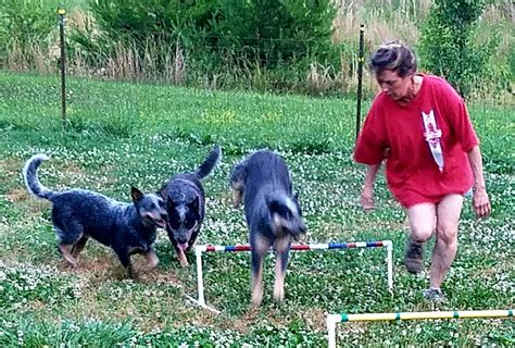 Agility – Dream Weaver's Blue Heelers