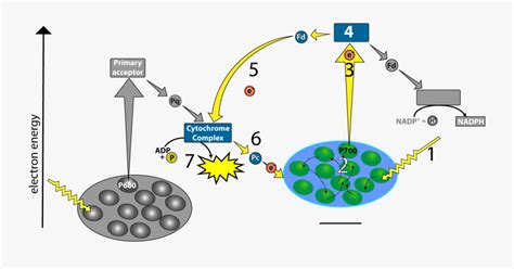 Z Scheme Electron Transport , Free Transparent Clipart - ClipartKey