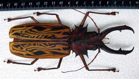 Sabertooth Longhorn Beetle: Identification, Life Cycle, Facts & Pictures