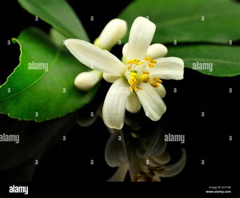 lemon tree flowers and leaves Stock Photo - Alamy