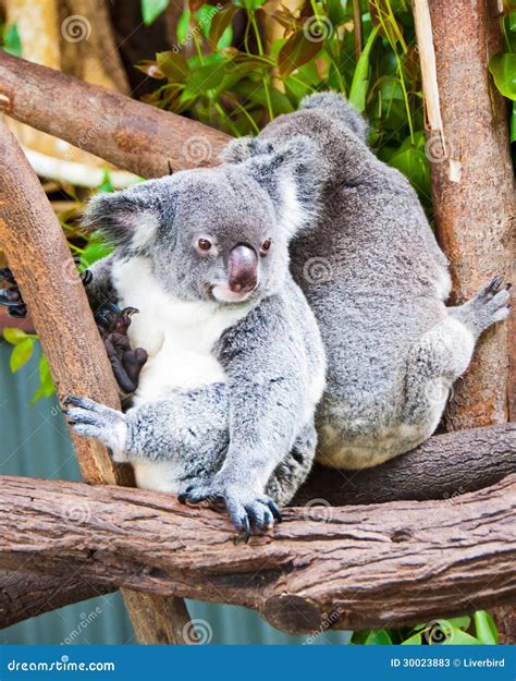 Two Koala Bears, Australia stock image. Image of grey - 30023883